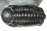 Cluster Of Three Trilobites (Hollardops & Austerops) - Ofaten, Morocco #365714-4